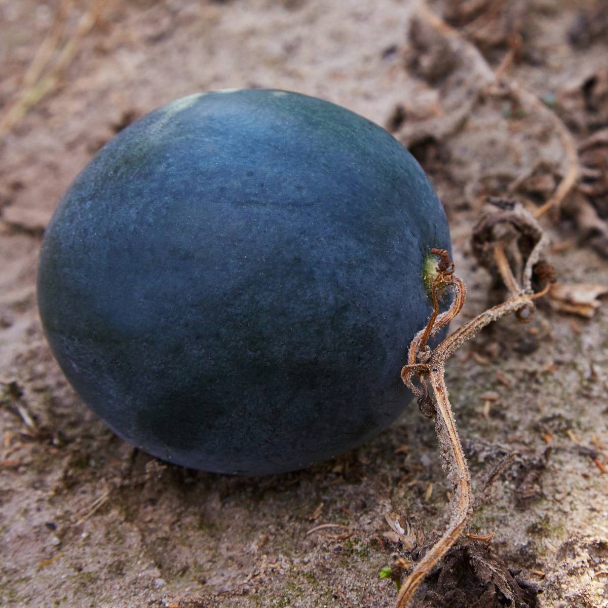 Dark Blue Watermelon Fruit Seeds