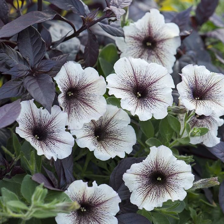 White Black Petunia Flower Seeds