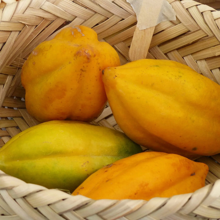 Babaco Papaya Vasconcellea X Heilbornii Fruit Tree Premium Quality Tropical Gardens Fruit Seeds