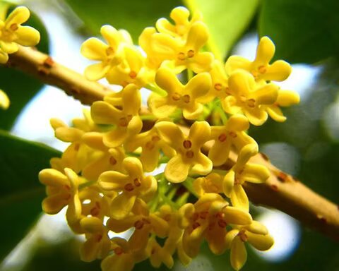 Yellow Osmanthus Flower Seeds - Heirloom Non GMO High Germination Flower Seeds for Home Garden Planting