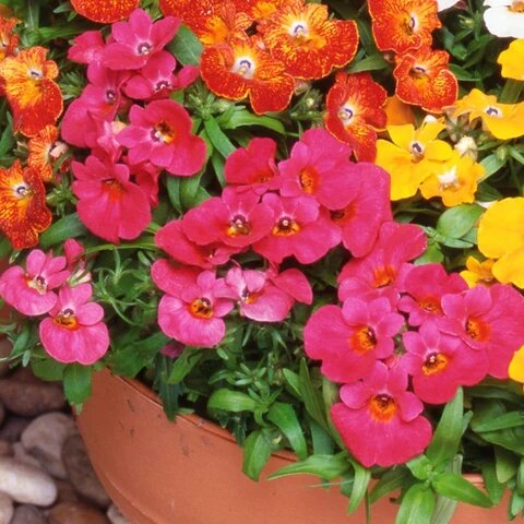 Mixed Nemesia Flower Seeds – Heirloom, Non – GMO, High Germination Seeds