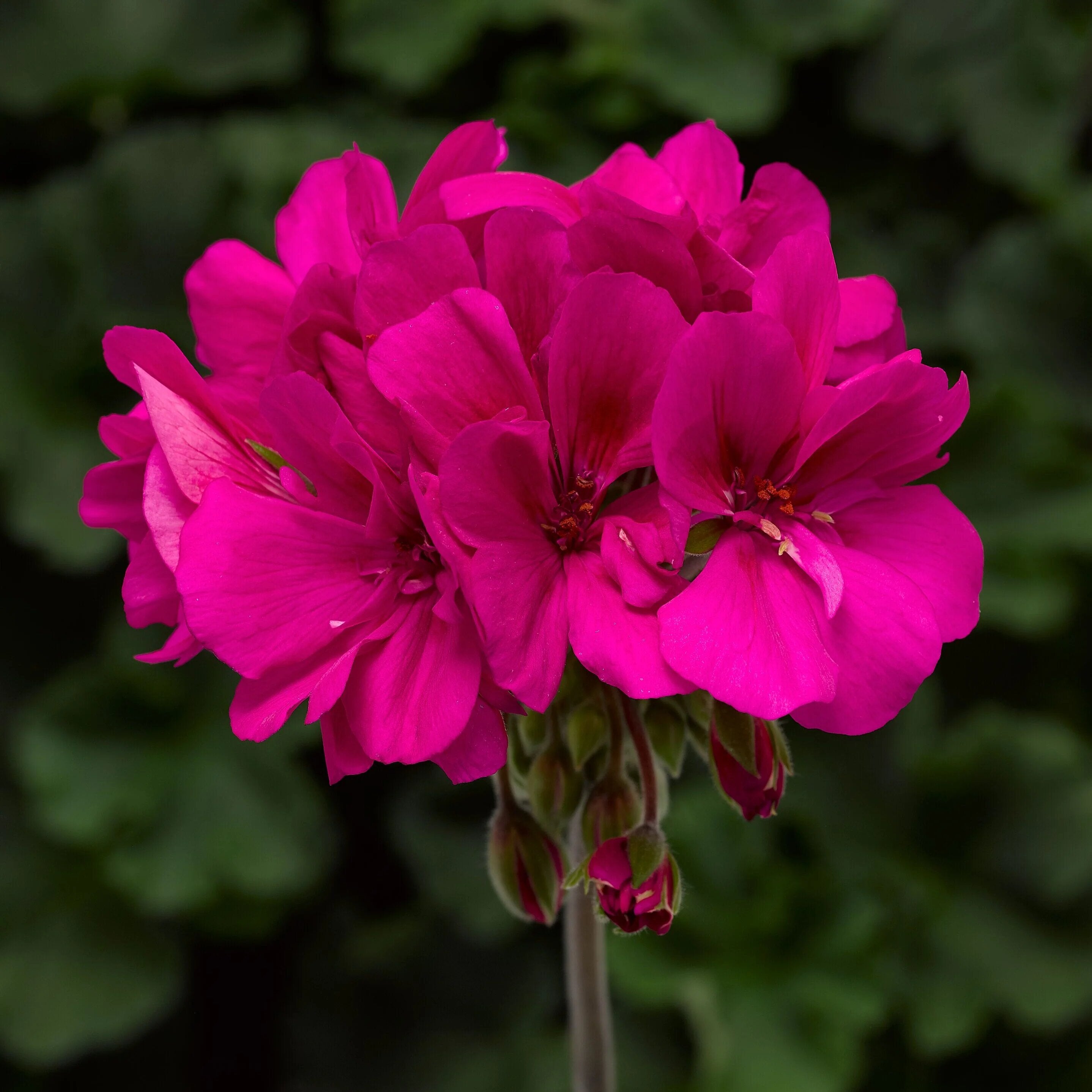 Dark Pink Geranium Flower Seeds