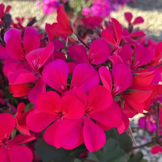 Dark Pink Geranium Flower Seeds - Heirloom Non GMO High Germination Premium Garden Seeds for Planting