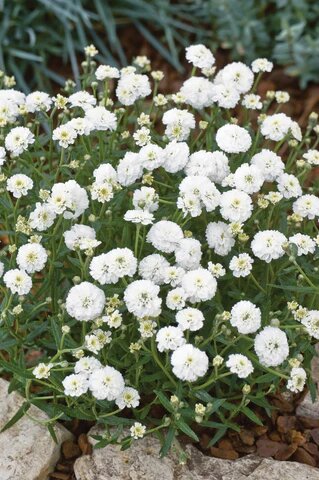 Achillea Ballerina Flower Seeds