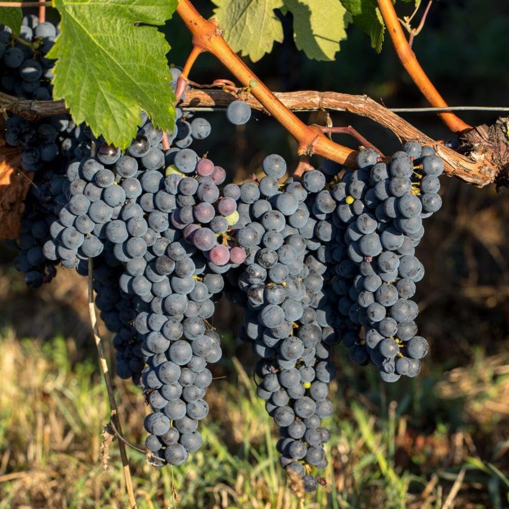 Muscat Grape Fruit Black Cultivating Flavorful Grapes Heirloom Fruit Seeds