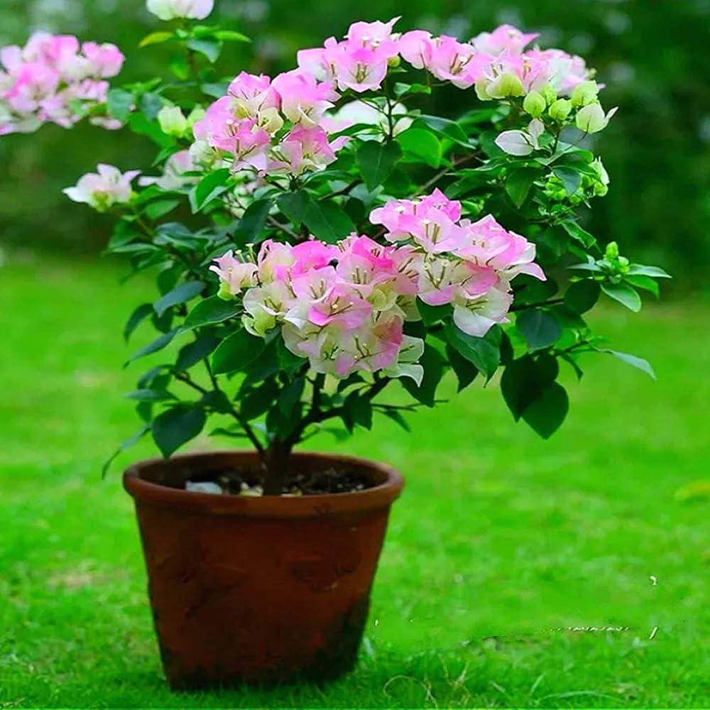 Pink White Bougainvillea Flower Seeds