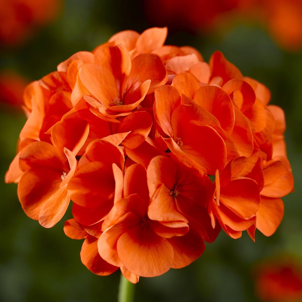 Orange Geranium Flower Seeds Exotic Flowering Plants for Vibrant Backyard Beauty