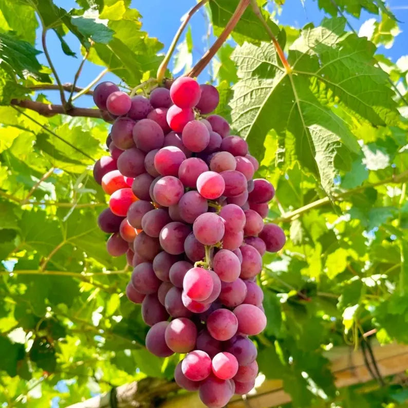 Roman Grapes Fruit Sweet Grape Varieties Heirloom Fruit Seeds