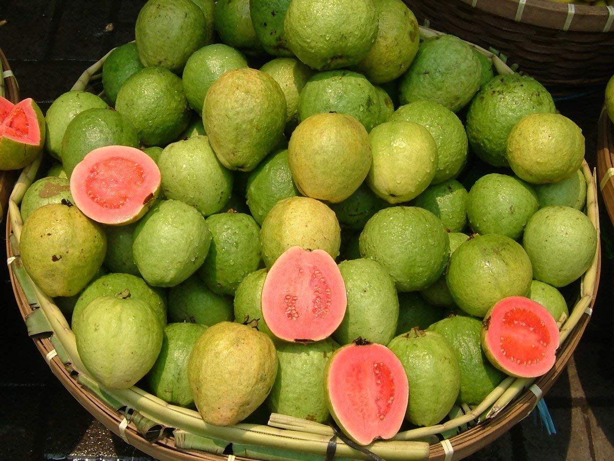 Guava Tropical Fruiting Zierobstbaum And