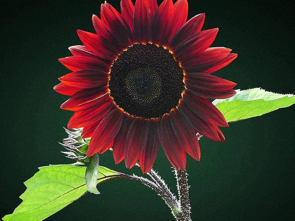 chocolate cherry sunflower helianthus annuus flower in