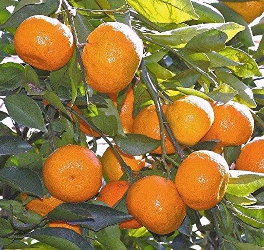 orange citrus sinensis urban garden fruit patch