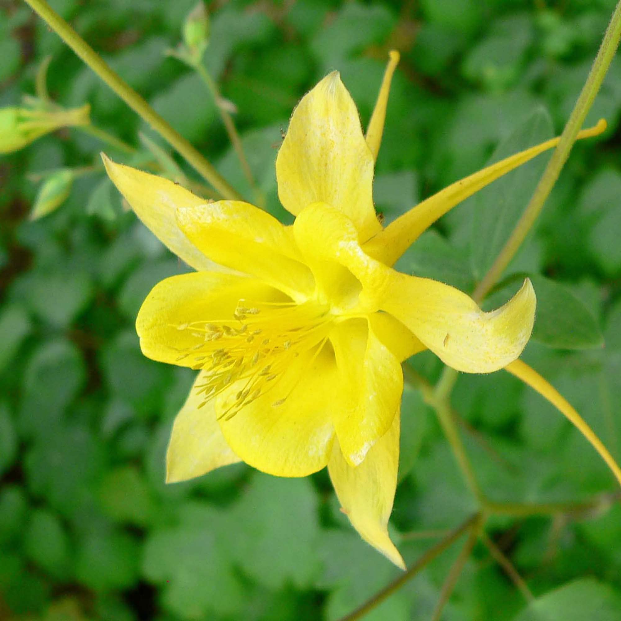 Yellow Yellow Aquilegia Flower Fresh Growing Aquilegia Flowers Flower Seeds
