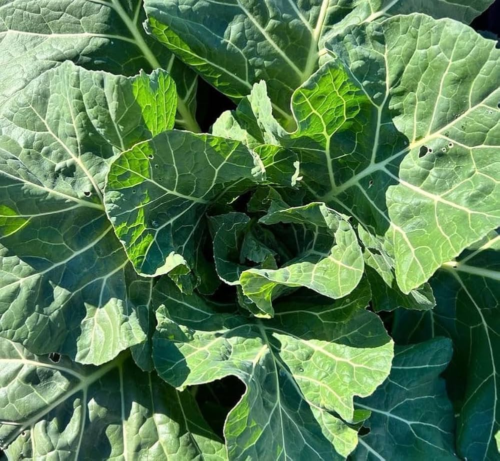 Collard vegetable seeds for Planting Green vegetable seeds for Home Gardening, Premium Kitchen for kitchen garden planting