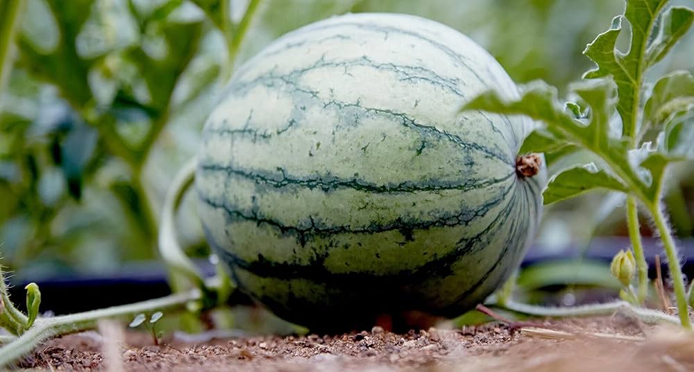 watermelon citrullus lanatus vegetable patch summer garden