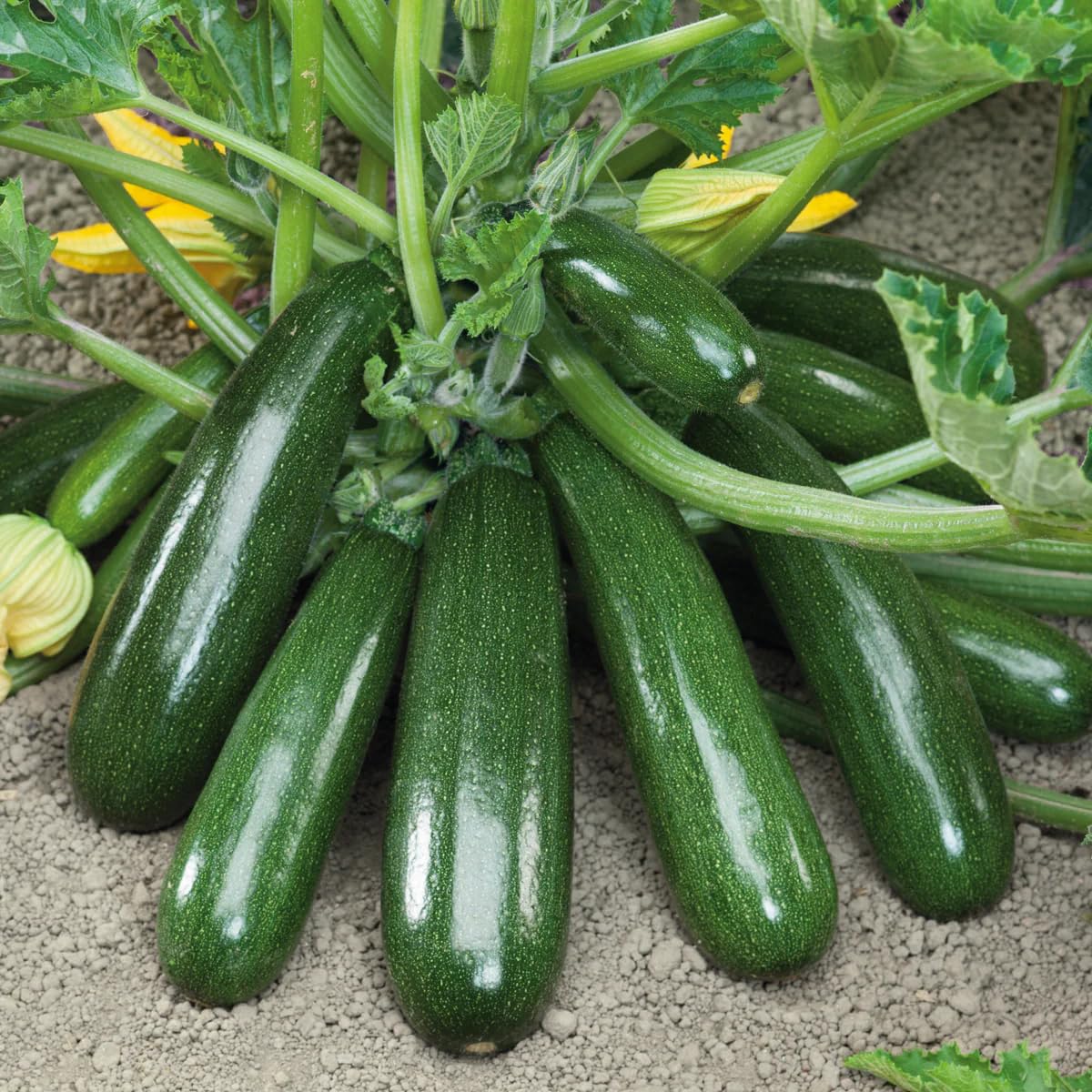 Green Courgettes vegetable seeds - Heirloom, Organic, Non Gmo Garden Seeds for kitchen garden planting