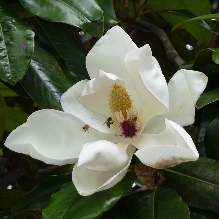 magnolia grandiflora in front yards Fruit Seeds
