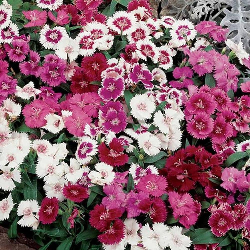 Red Desert Flower Ornamental Balcony Plants