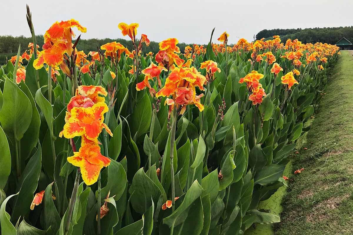 Yellow Canna Flower Seeds