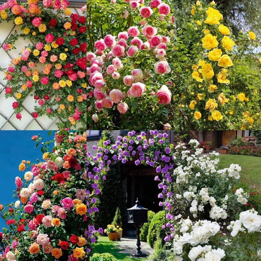 Climbing Rose Mixed Colors Planting Courtyard Fence Trellis Flower Seeds Home Garden - Heirloom Non GMO High