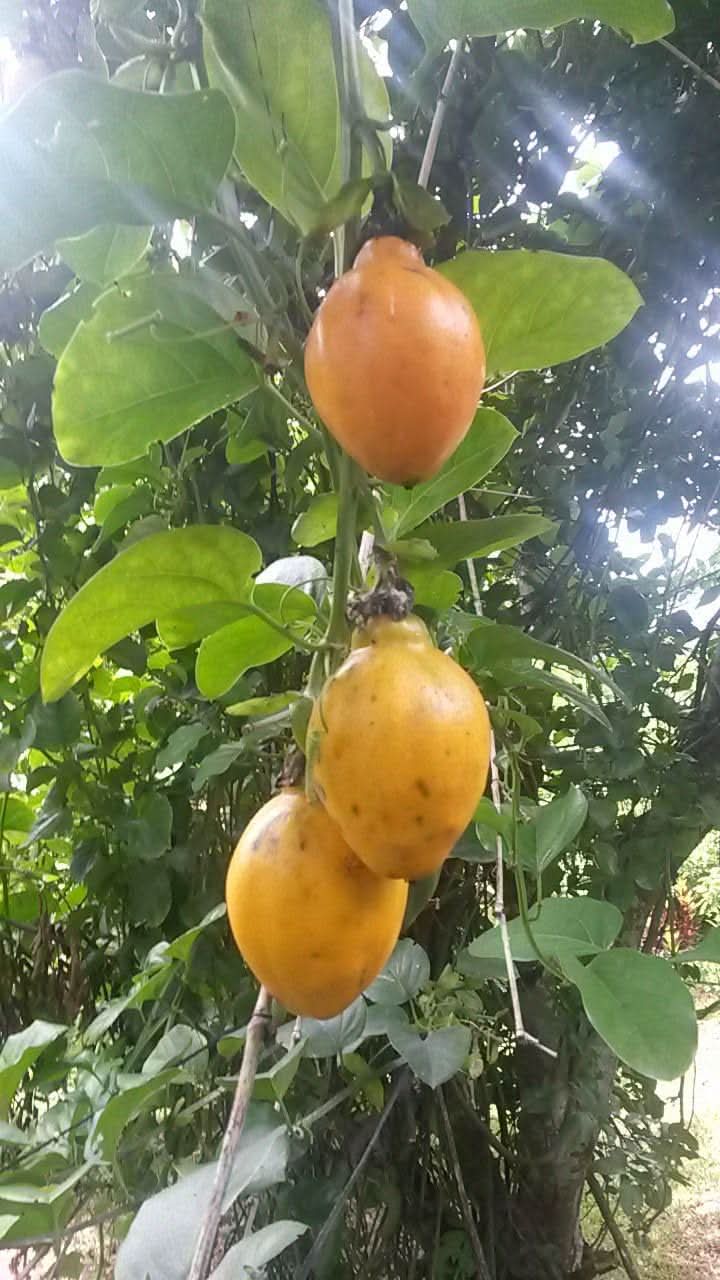 Passiflora Alata Fruit Growing Exquisite Passion Fruits Gmo Free Fruit Seeds