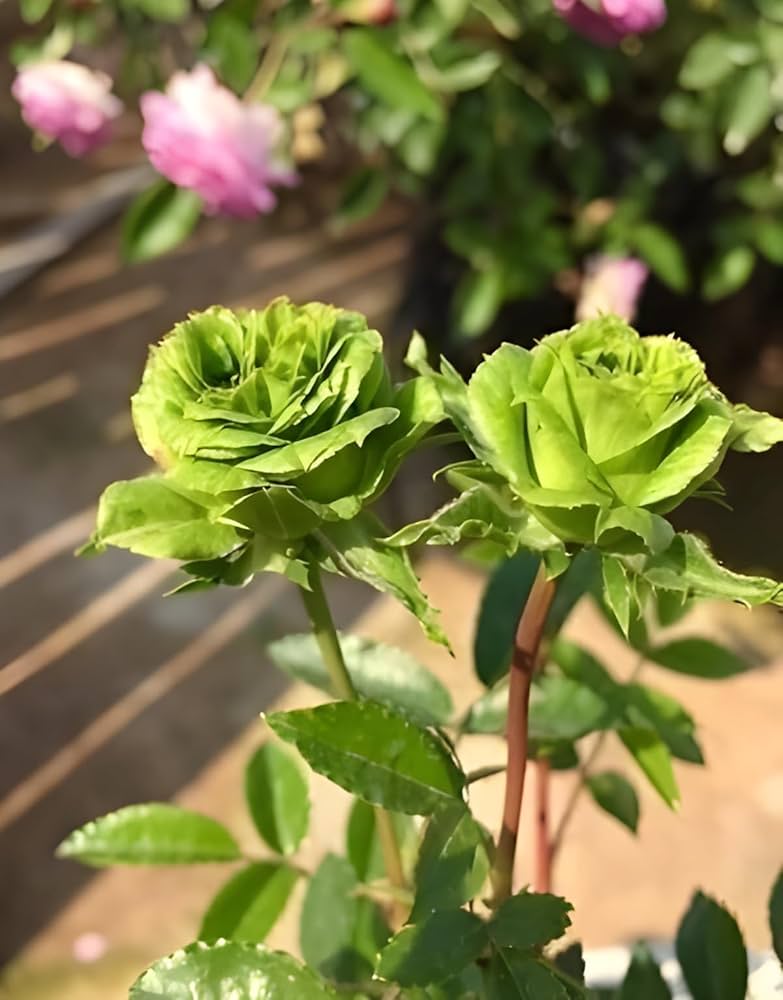 Green Rose