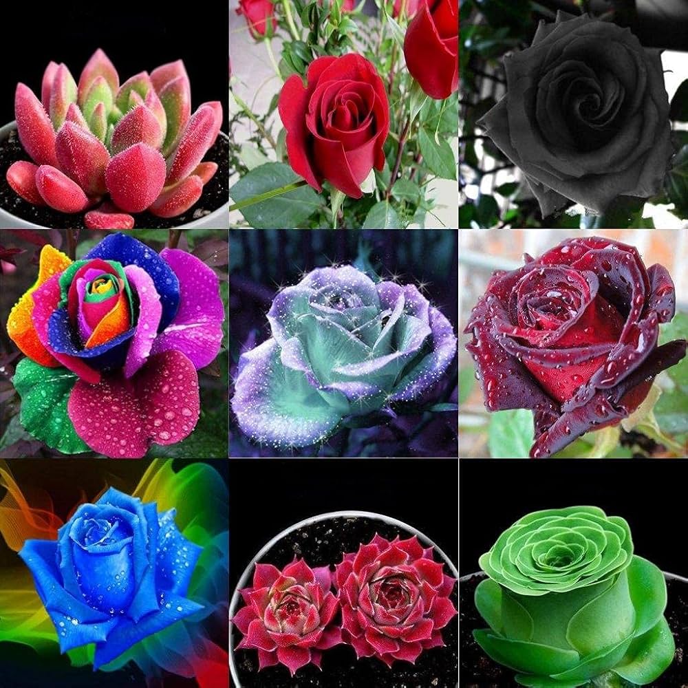 Rose Flower Rosa Spp