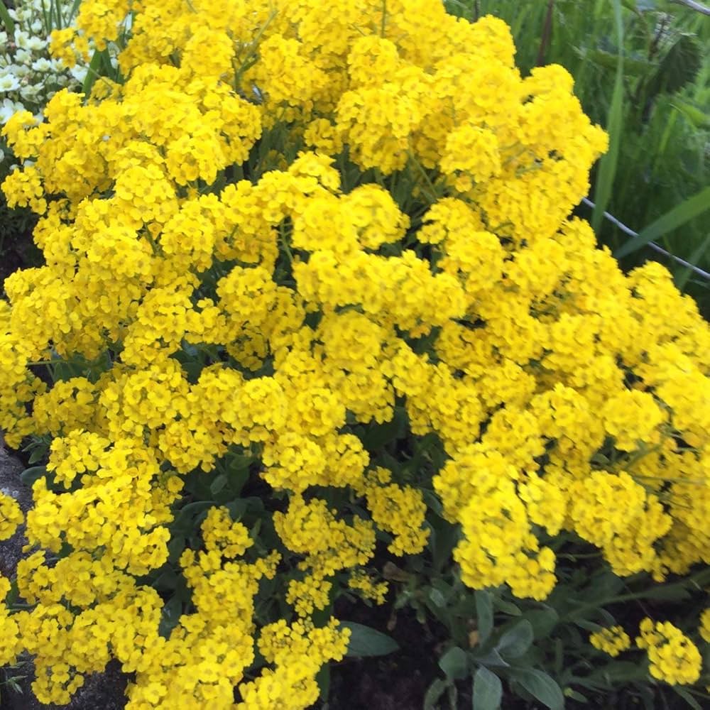 Basket Of Gold Aurinia Saxatilis