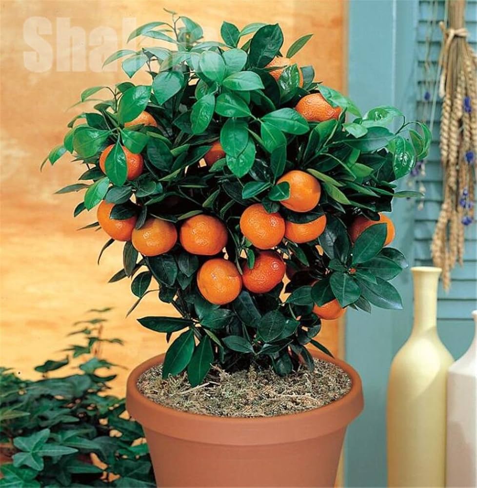 Mandarin Dream Citrus Reticulata In