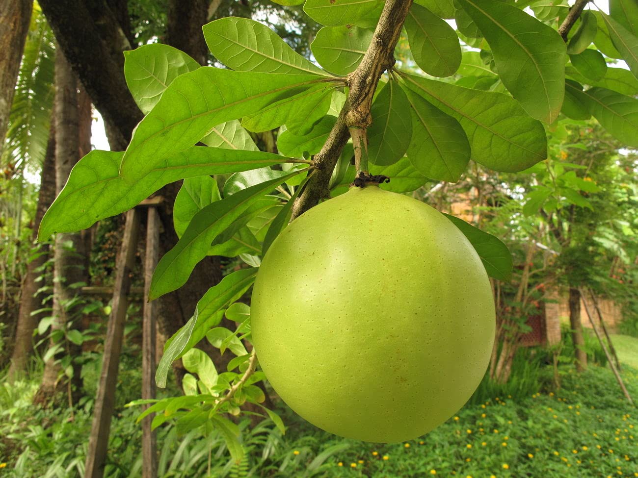 Calabash vegetable seeds Green vegetable seeds for Home Gardening, Premium Kitchen Garden Collection for kitchen garden planting