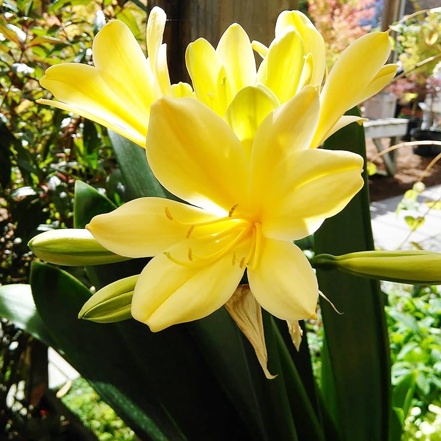 Clivia Flower Foliage Plants Air Purification In Home Gardens Flower Seeds