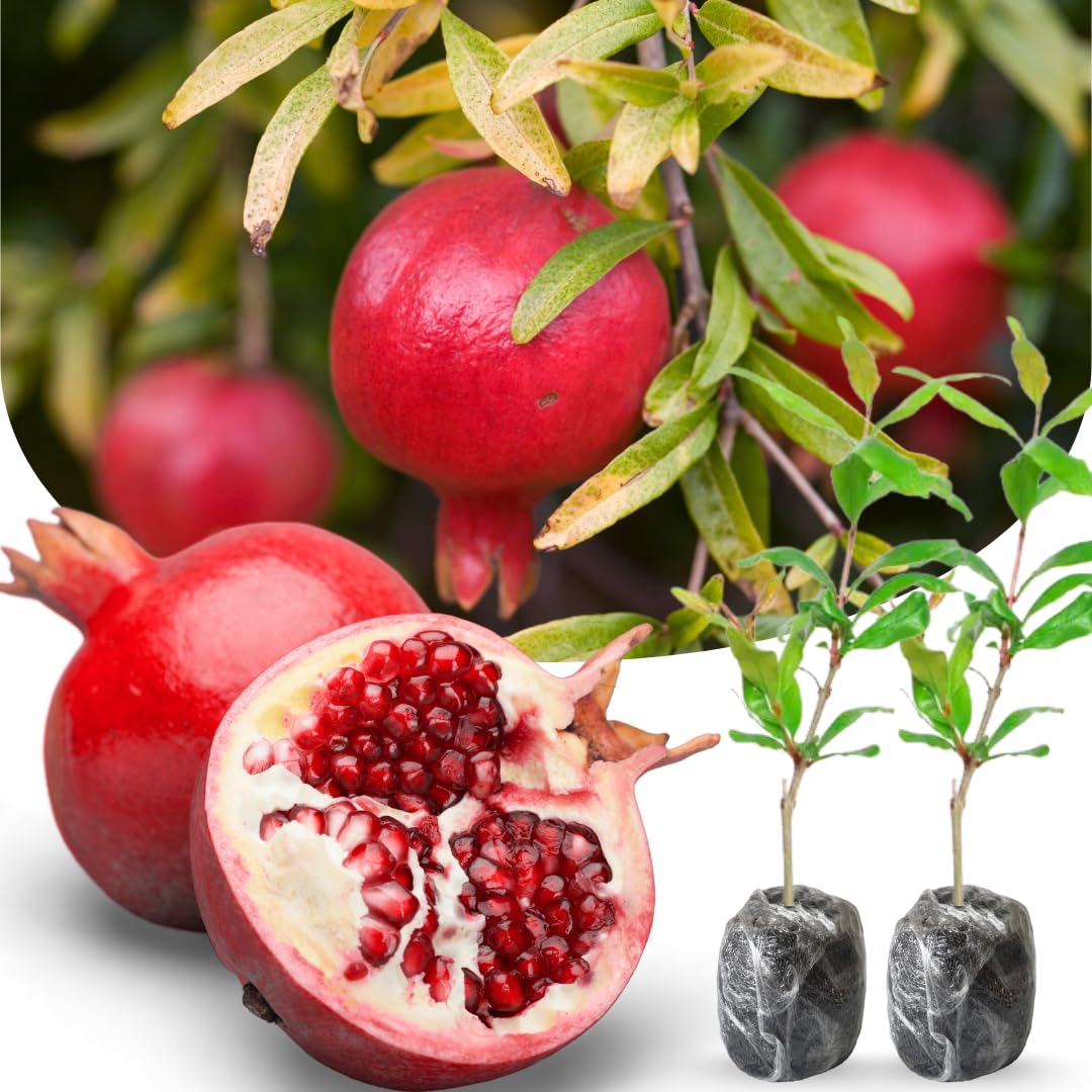 dark red pomegranate fruit for planting juicy and sweet deep classic tart flavor Fruit seeds