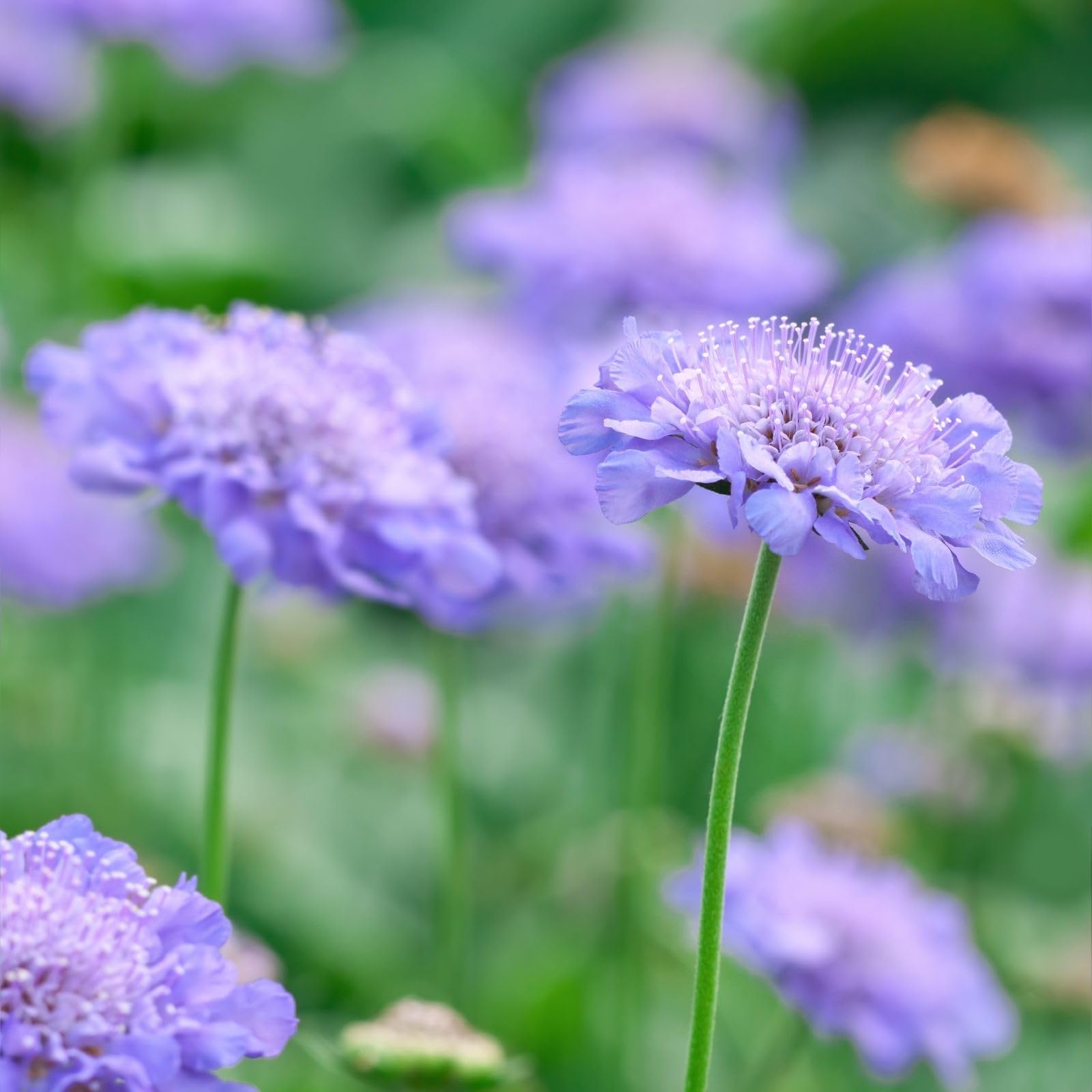 Scabiosa Flower Seeds