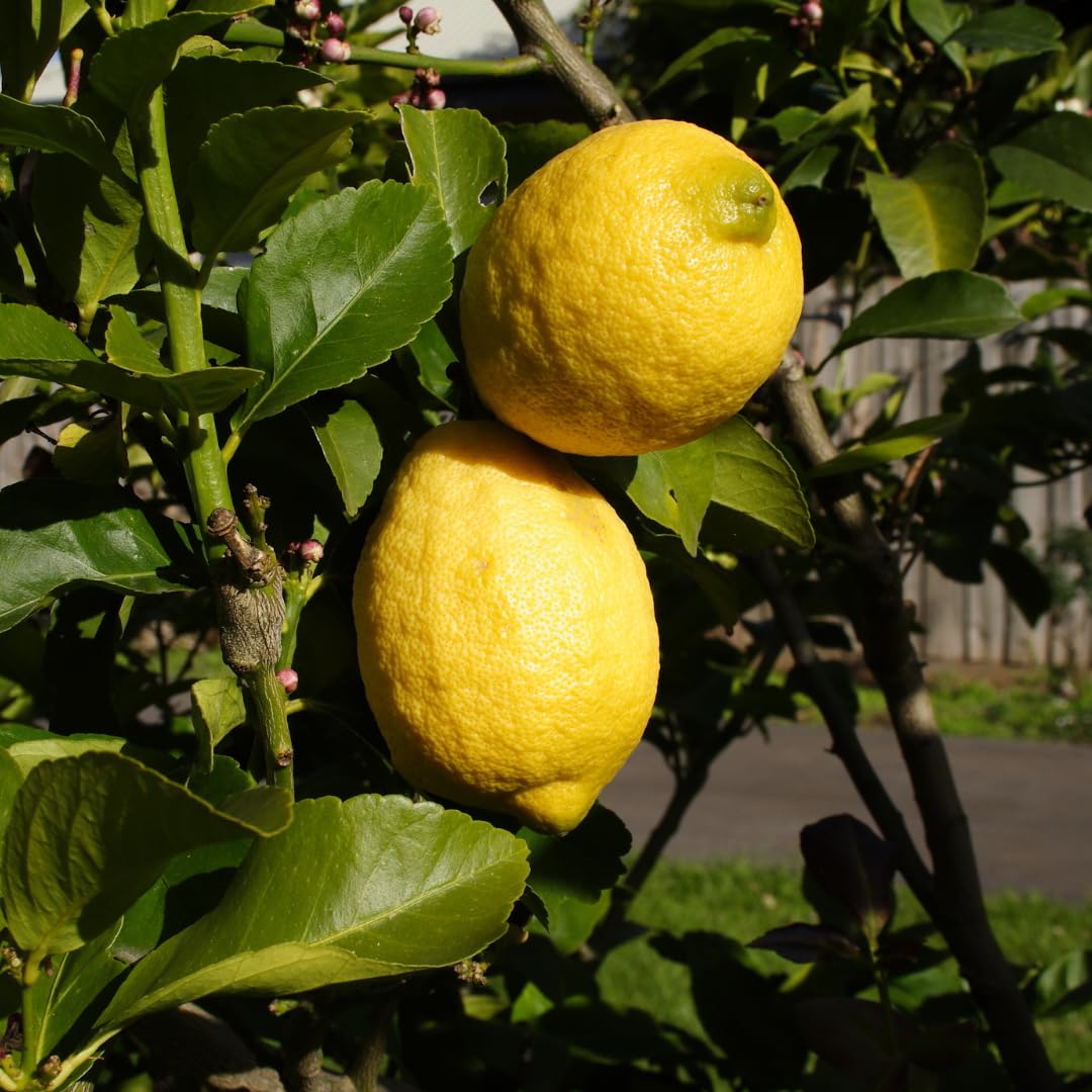 eureka lemon tree citrus limon home orchards