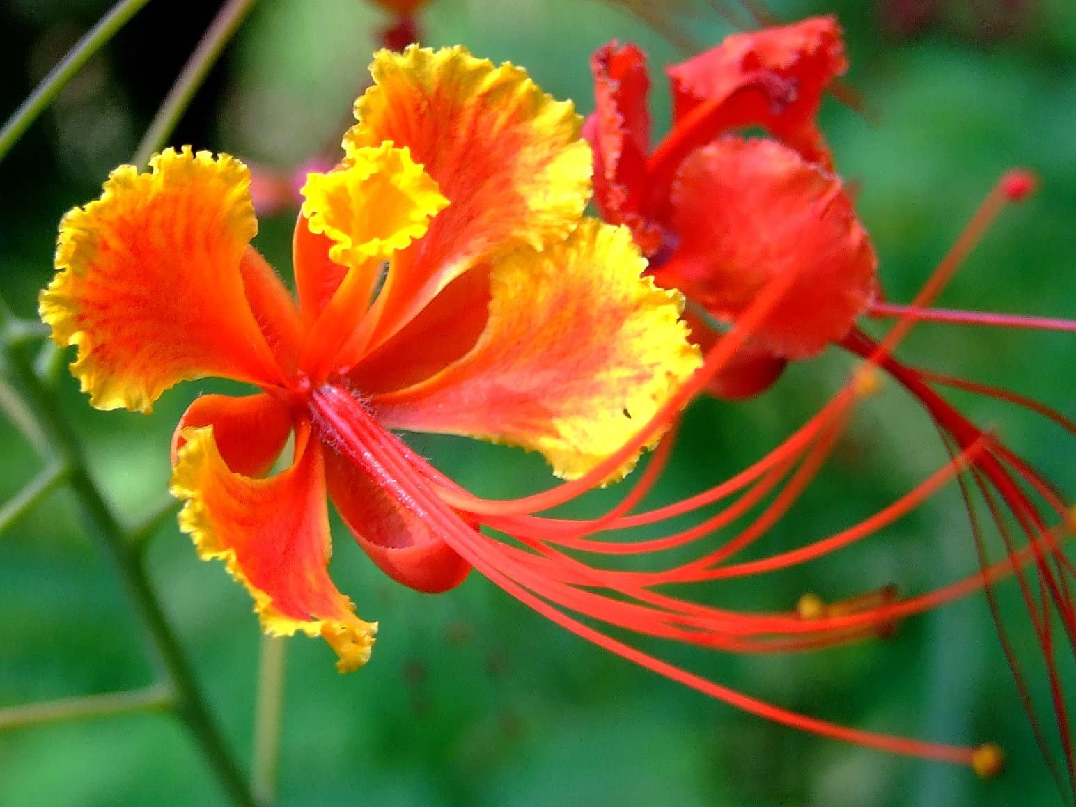 Red Bird Of Paradise Caesalpinia Pulcherrima