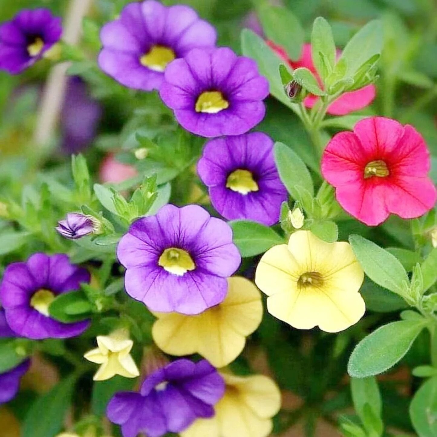 Calibrachoa Flower Seeds Mixed
