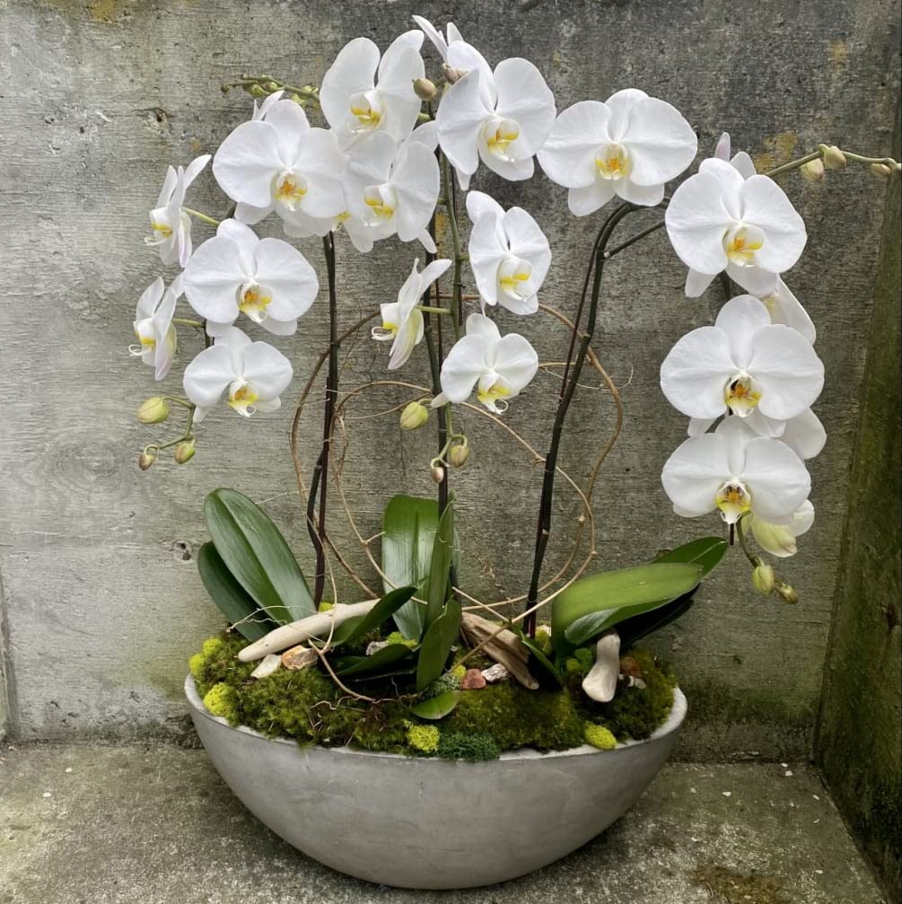 White Orchid Flower Seeds - Heirloom Non GMO Flower Seeds, High Germination Organic Garden Planting Seeds
