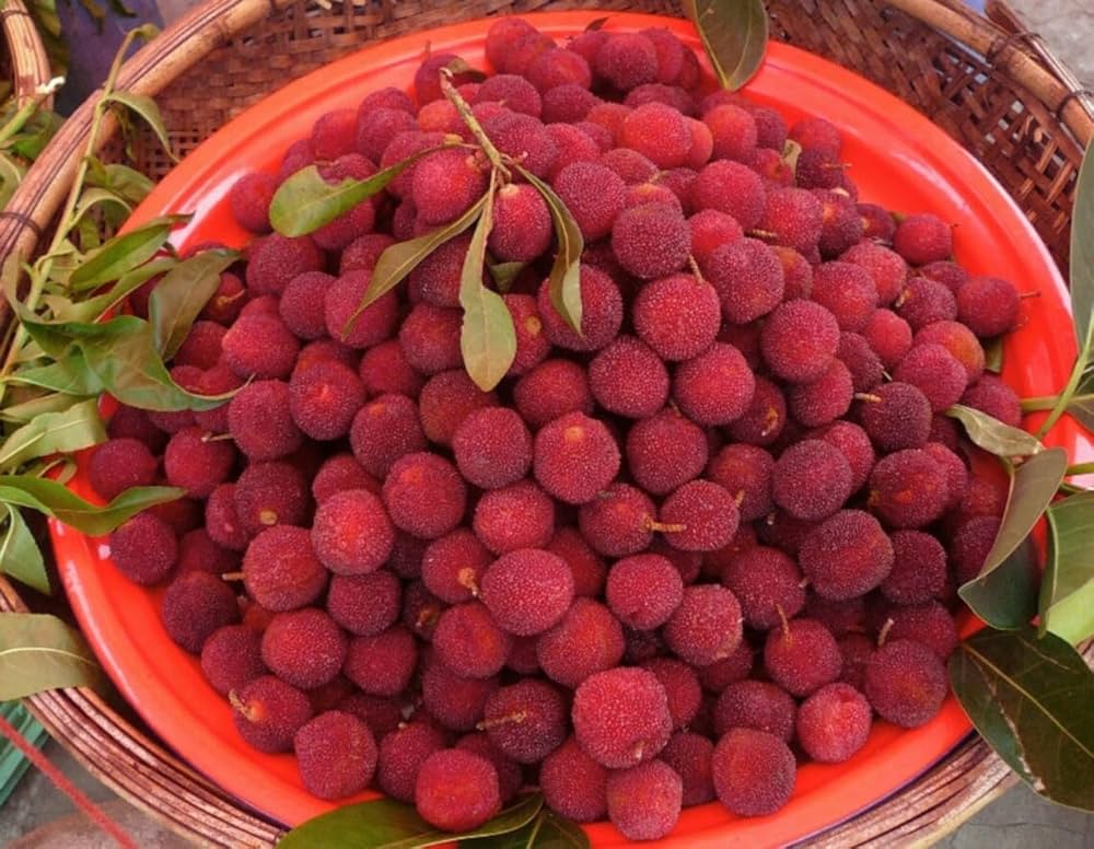 Red Bayberry Four Seasons Fruit