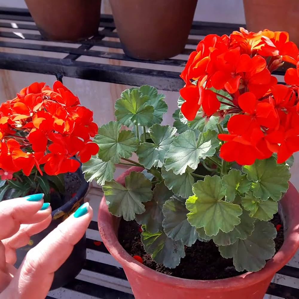 Red Geranium Pelargonium Spp Flower
