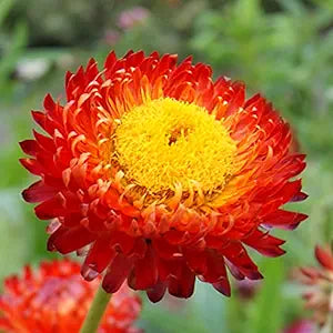 Red Helichrysum King Immortelle Vibrant Long Lasting Blooms In Your Garden Flower Seeds