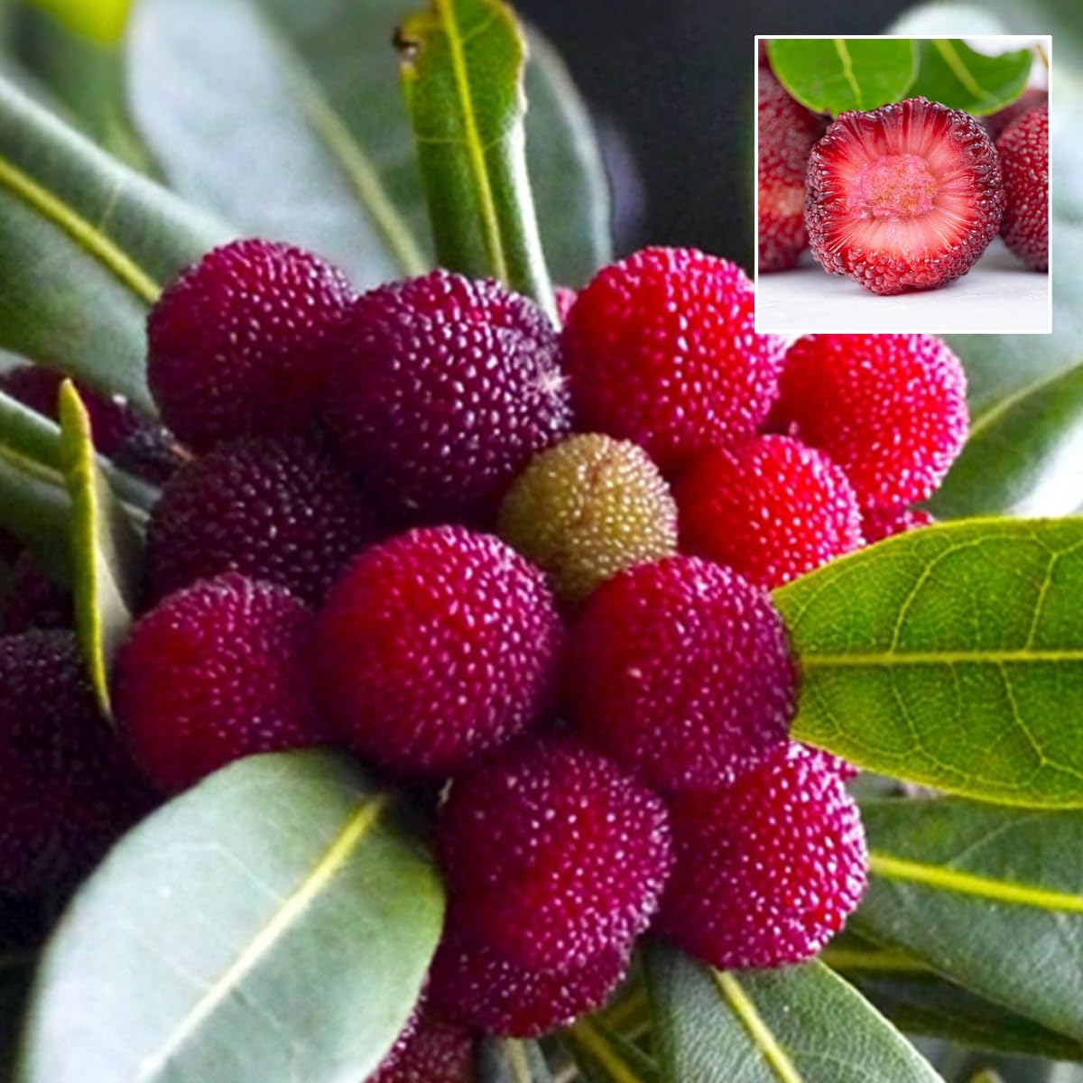 myrica californica bayberry fruit for planting heirllom and non gmo home garden Fruit seeds