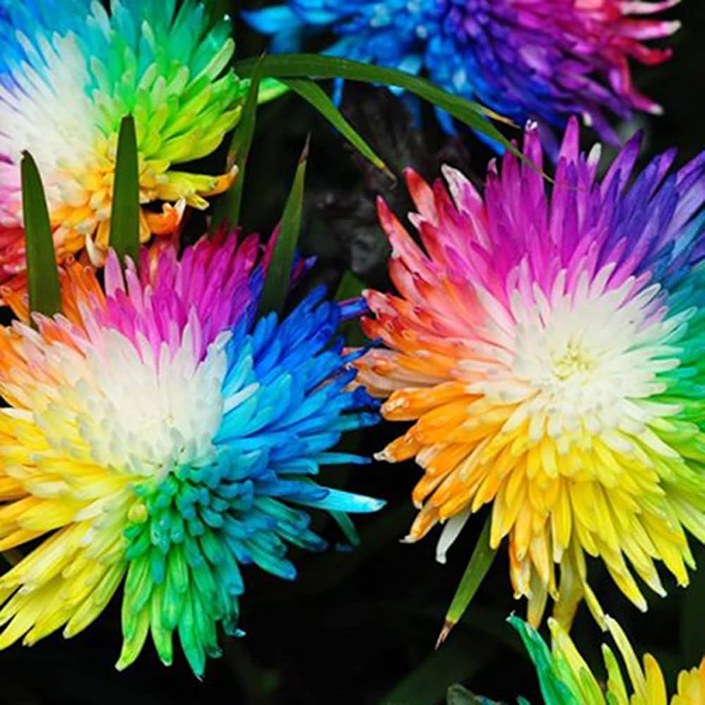 Rainbow Heuchera Fresh New Arrival Colorful Flora Bee Gift Flower Seeds
