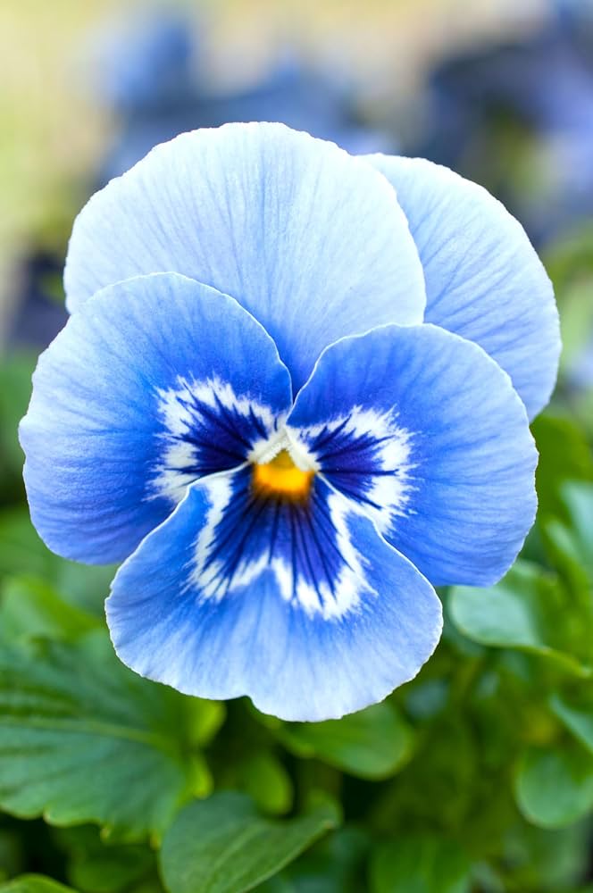 Pansy Flower Seeds – Easy Grow Blossoms for Pots and Backyard Spaces