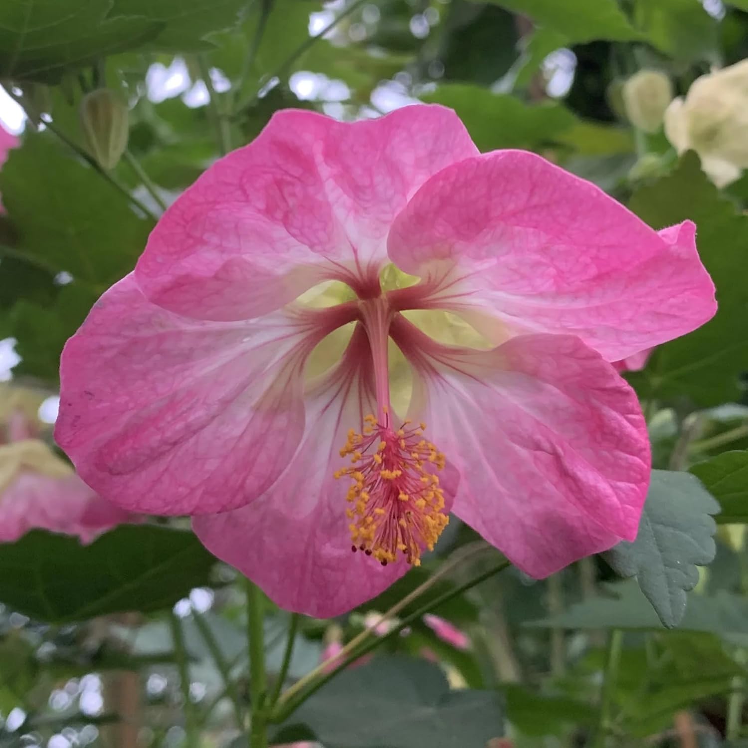 Pink piecse Abutilon Flower Seeds