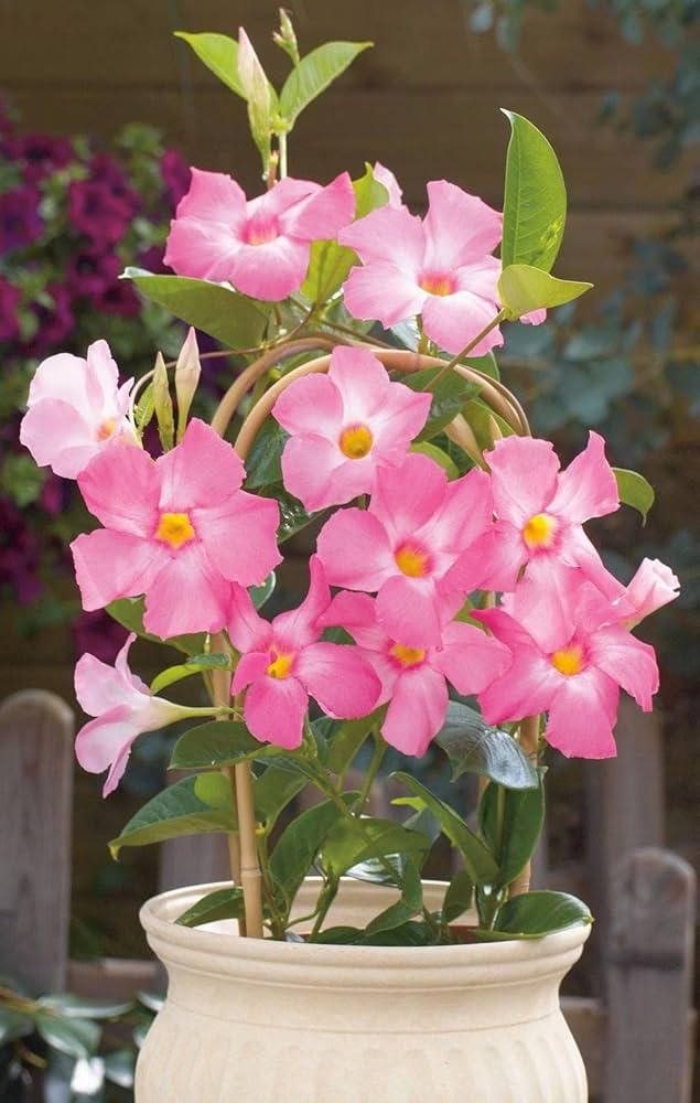 mandevilla sanderi ideal flower bed urban garden