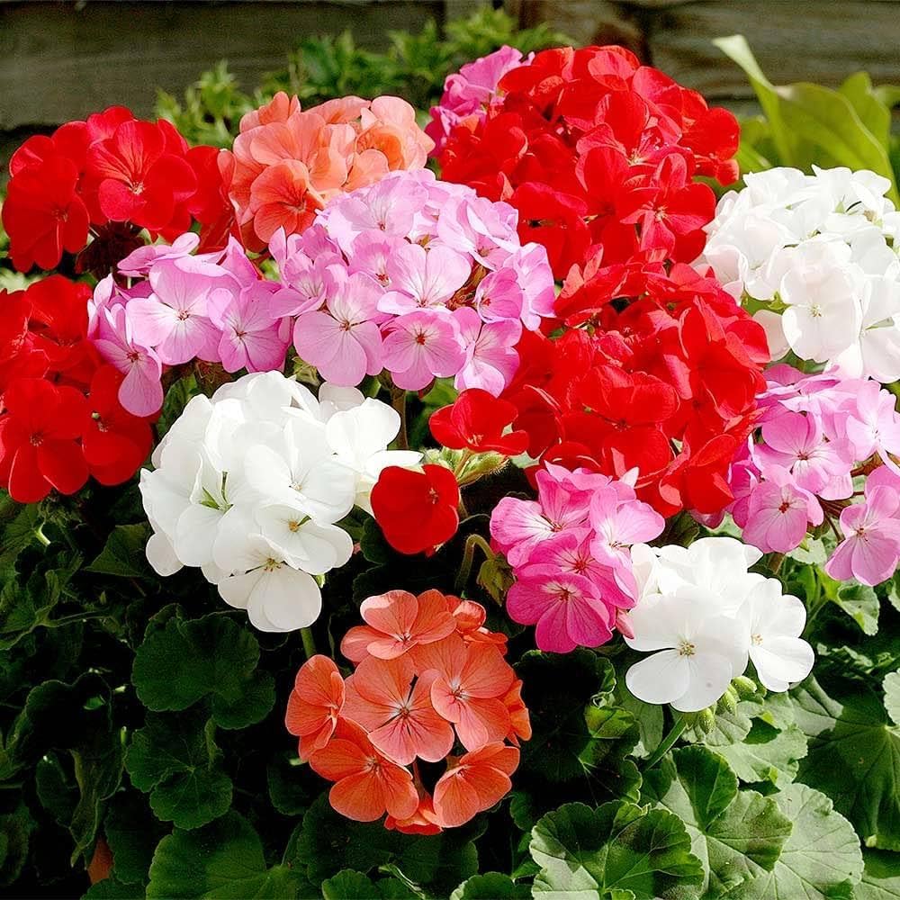 Pink Deep Geranium Pelargonium Peltatum