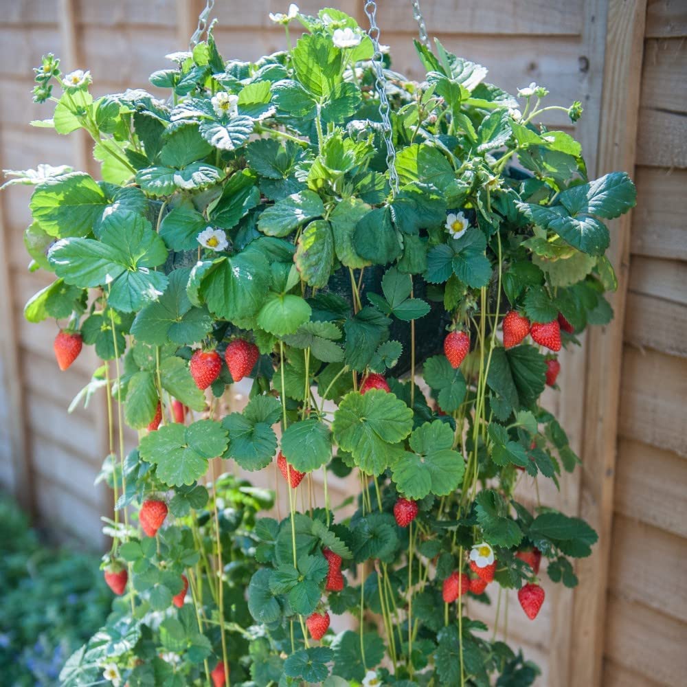 Giant Climbing Strawberry Red Fruit