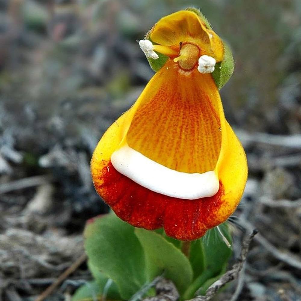 Pink Calceolaria Flower Bonsai Pot Diy Home Garden Flower Seeds