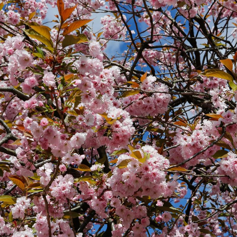Pink Cherry Blossom Tree Of Cherry Blossom Original Flowering Tree Flower Seeds