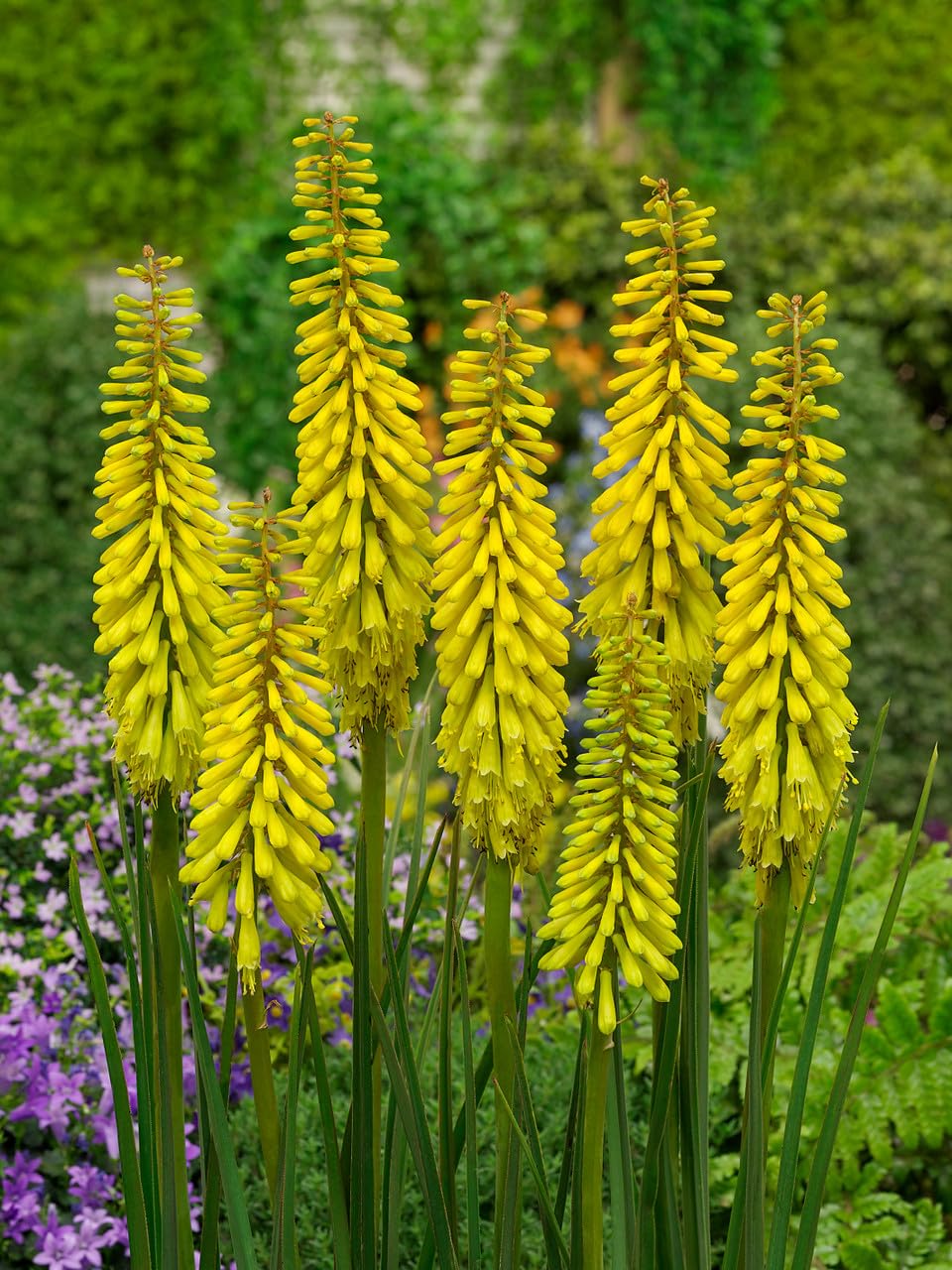 Yellow Kniphia Flowers Seeds