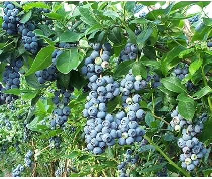 Berry Blue Haskap Fruit High Yielding Cold Hardy For Kitchen Sowing Fruit Seeds
